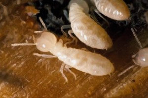 Frankston termite inspections